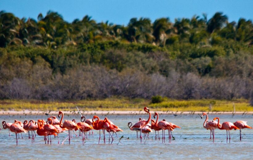 Laguna de Oviedo – Flamingo Insel