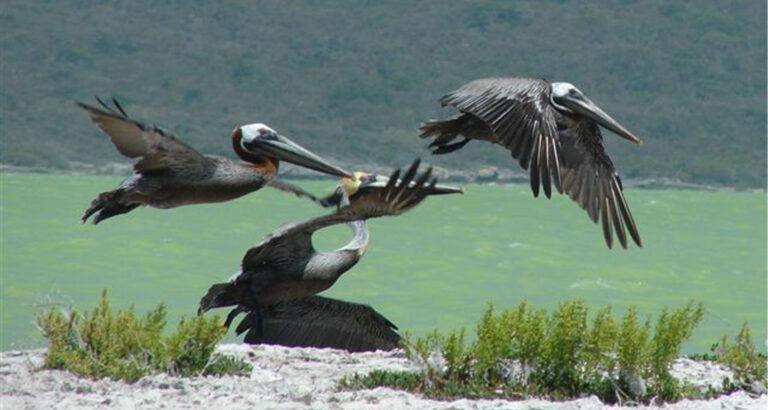 Pelikan Eco-Ferien im Südwesten